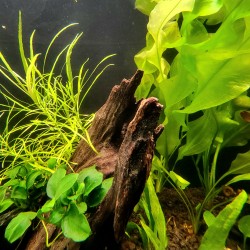 Cherry Shrimp Nano Jar Class Sunday, September 27th at 1:00 PM