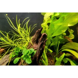 Cherry Shrimp Nano Jar Class Sunday, September 27th at 1:00 PM