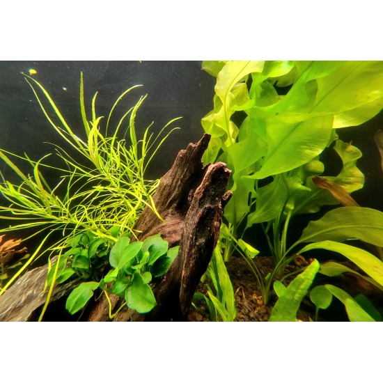 Cherry Shrimp Nano Jar Class Sunday, September 27th at 1:00 PM