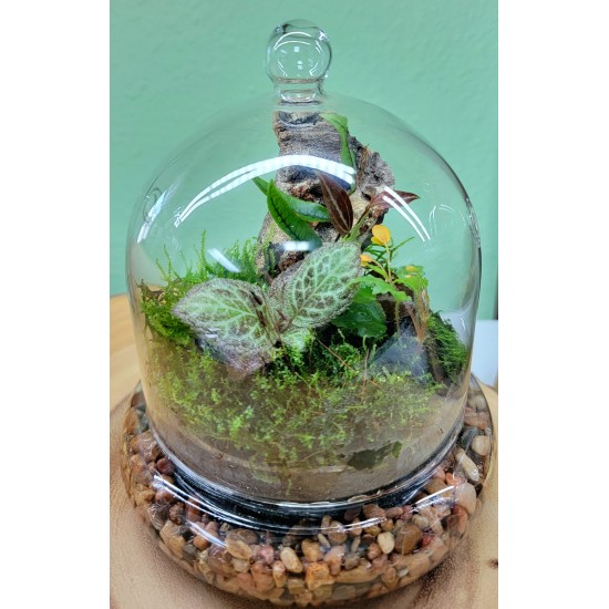 Intro to Terrarium Cloches Class Saturday, July 26th at 3:00 PM