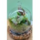 Intro to Terrarium Cloches Class Saturday, July 26th at 3:00 PM