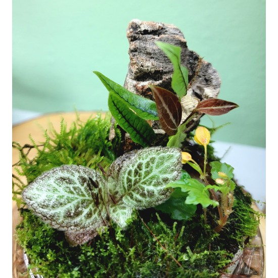 Intro to Terrarium Cloches Class Saturday, July 26th at 3:00 PM