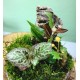 Intro to Terrarium Cloches Class Saturday, July 26th at 3:00 PM