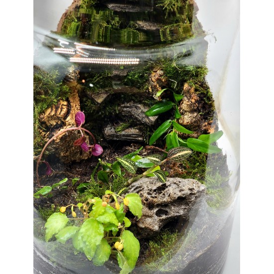 Moss Wall Terrarium Class Saturday, August 2nd at 3:00 PM