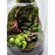 Moss Wall Terrarium Class Saturday, August 2nd at 3:00 PM