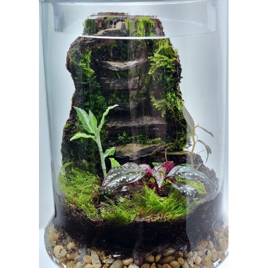 Moss Wall Terrarium Class Saturday, August 2nd at 3:00 PM