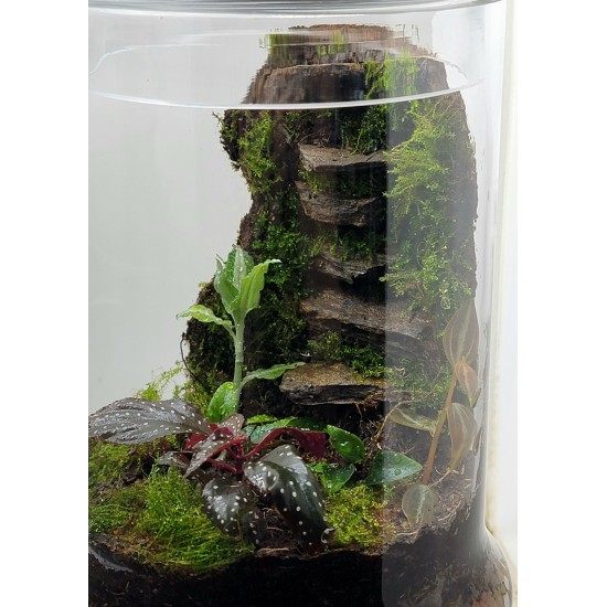 Moss Wall Terrarium Class Saturday, August 2nd at 3:00 PM
