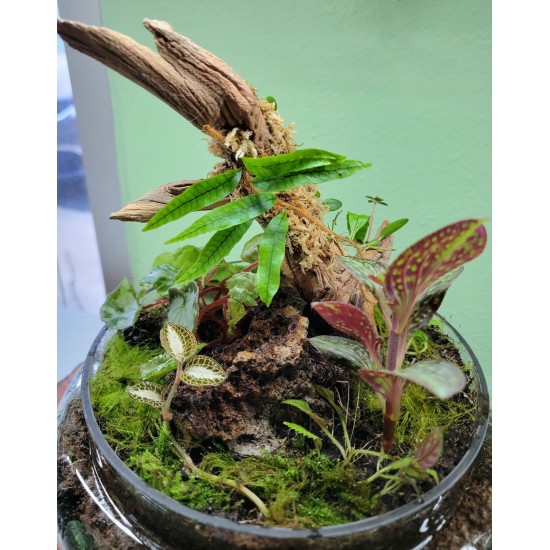 Large Terrarium Cloche Class with Mounted Orchid and Fern Saturday, July 12th at 3:00 PM Large Terrarium Cloche Class with Mounted Orchid and Fern Saturday, July 12th at 3:00 PM