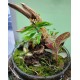 Large Terrarium Cloche Class with Mounted Orchid and Fern Saturday, July 12th at 3:00 PM Large Terrarium Cloche Class with Mounted Orchid and Fern Saturday, July 12th at 3:00 PM