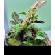 Large Terrarium Cloche Class with Mounted Orchid and Fern Saturday, July 12th at 3:00 PM Large Terrarium Cloche Class with Mounted Orchid and Fern Saturday, July 12th at 3:00 PM