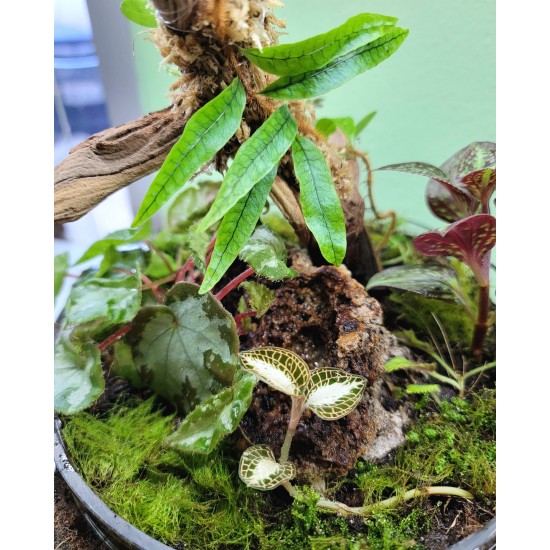 Large Terrarium Cloche Class with Mounted Orchid and Fern Saturday, July 12th at 3:00 PM Large Terrarium Cloche Class with Mounted Orchid and Fern Saturday, July 12th at 3:00 PM