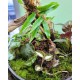 Large Terrarium Cloche Class with Mounted Orchid and Fern Saturday, July 12th at 3:00 PM Large Terrarium Cloche Class with Mounted Orchid and Fern Saturday, July 12th at 3:00 PM