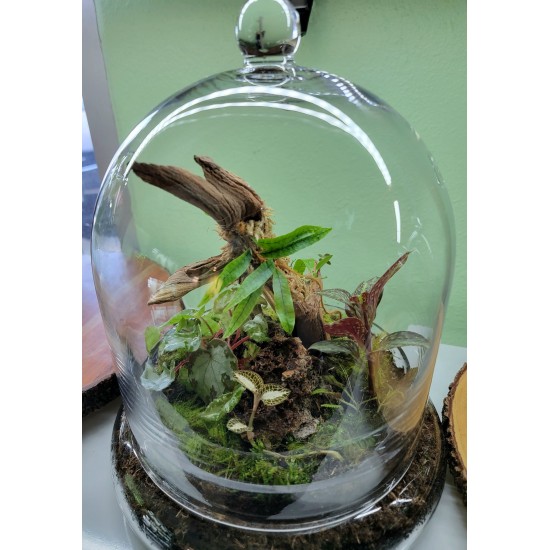 Large Terrarium Cloche Class with Mounted Orchid and Fern Saturday, July 12th at 3:00 PM Large Terrarium Cloche Class with Mounted Orchid and Fern Saturday, July 12th at 3:00 PM