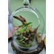 Large Terrarium Cloche Class with Mounted Orchid and Fern Saturday, July 12th at 3:00 PM Large Terrarium Cloche Class with Mounted Orchid and Fern Saturday, July 12th at 3:00 PM
