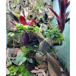 Miniature Terrarium Orchid 2 Pack, Fresh Divisions