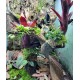 Miniature Terrarium Orchid 2 Pack, Mounted Plants Miniature Terrarium Orchid 2 Pack, Mounted Plants