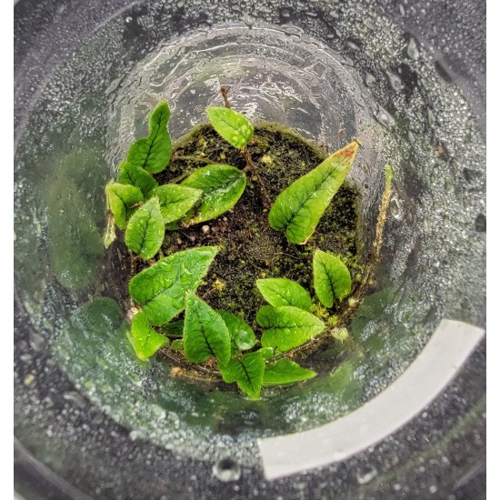 Microgramma cf. reptans Microgramma cf. reptans