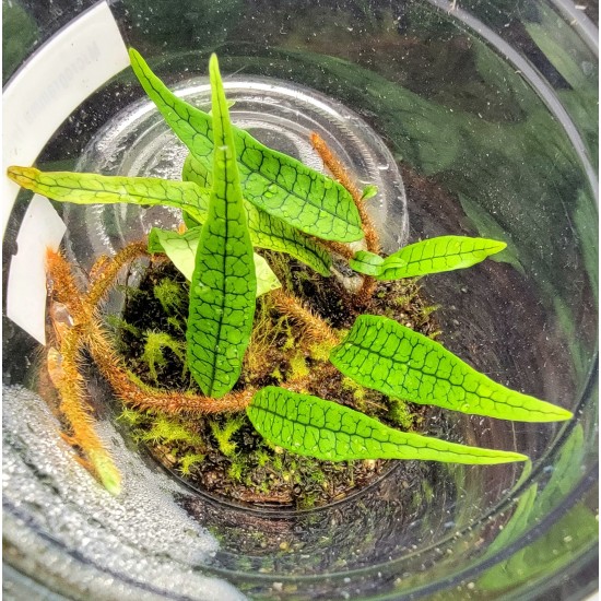 Microgramma cf. lycopodioides