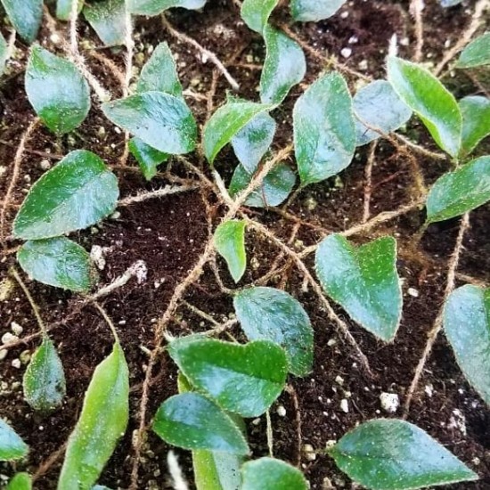 Miniature Fern Plant Cutting Package