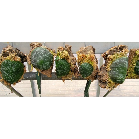 Hoya imbricata basi-subcordata Mount Single Leaf