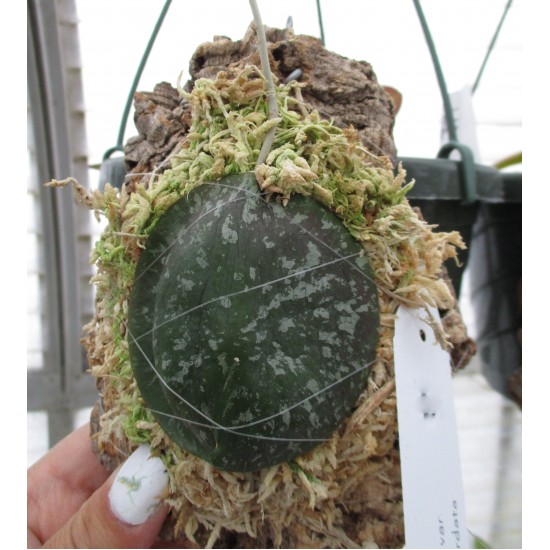 Hoya imbricata basi-subcordata Mount Single Leaf