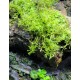 Tropical Moss 5 Pack Tropical Moss 5 Pack
