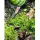 Tropical Moss 4 Pack Black Friday Special Tropical Moss 4 Pack Black Friday Special