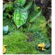 Tropical Moss 4 Pack Black Friday Special Tropical Moss 4 Pack Black Friday Special