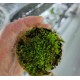 Tropical Moss 4 Pack Black Friday Special Tropical Moss 4 Pack Black Friday Special