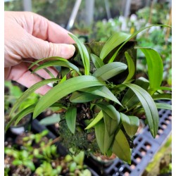 Miniature Terrarium Orchid 5 Pack, Mix of Mounts and Divisions