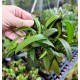 Miniature Terrarium Orchids, 5 Pack Mounted Miniature Terrarium Orchids, 5 Pack Mounted