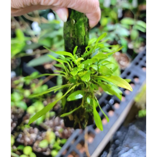 Miniature Terrarium Orchids, 5 Pack Mounted Miniature Terrarium Orchids, 5 Pack Mounted