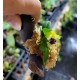 Miniature Terrarium Orchids, 5 Pack Mounted Miniature Terrarium Orchids, 5 Pack Mounted