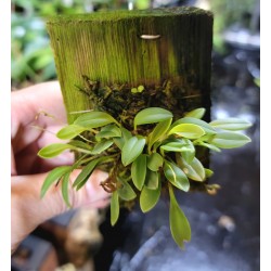 Miniature Terrarium Orchid 2 Pack, Mounted Plants