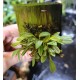 Miniature Terrarium Orchids, 5 Pack Mounted Miniature Terrarium Orchids, 5 Pack Mounted