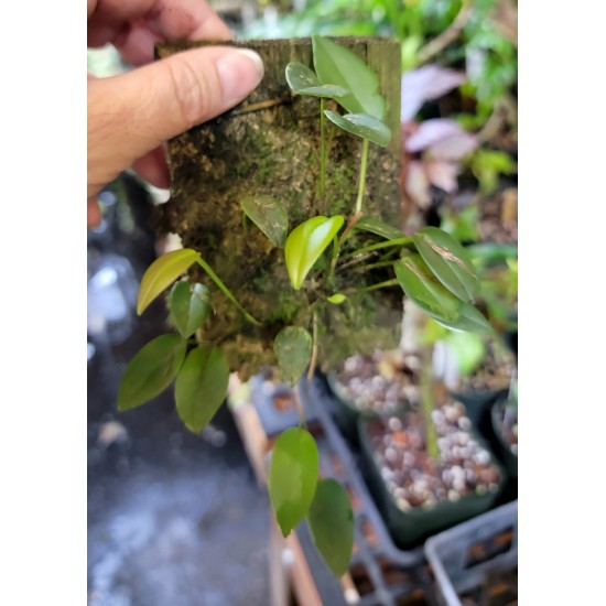 Miniature Terrarium Orchids, 5 Pack Mounted Miniature Terrarium Orchids, 5 Pack Mounted