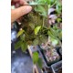 Miniature Terrarium Orchids, 5 Pack Mounted Miniature Terrarium Orchids, 5 Pack Mounted