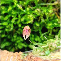 Specklinia/Pleurothallis dressleri, Micro Mini Orchid