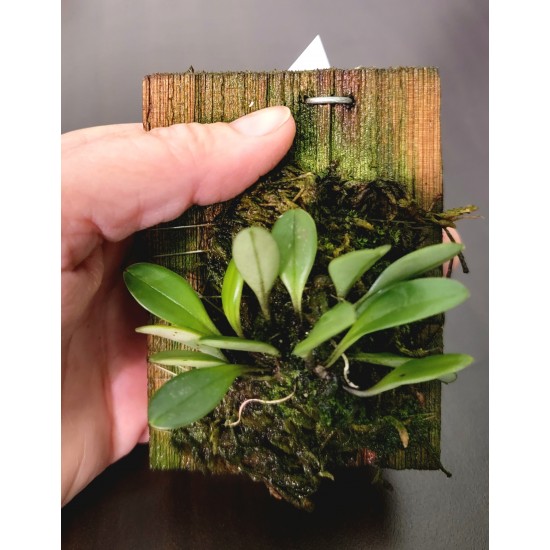 Masdevallia wagneriana Masdevallia wagneriana
