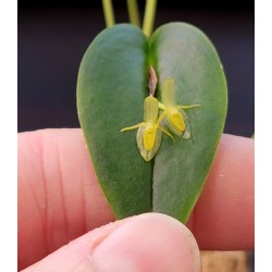 Pleurothallis phyllocardioides