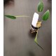 Pleurothallis solium Pleurothallis solium