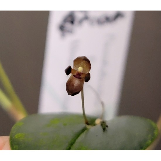 Pleurothallis solium Pleurothallis solium