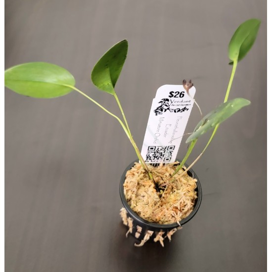 Pleurothallis solium Pleurothallis solium