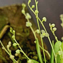 Stelis pusilla