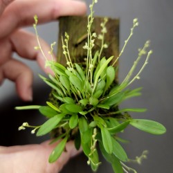 Stelis pusilla
