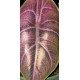 Tree Frog Tank Friendly Rare Plant Package Tree Frog Tank Friendly Rare Plant Package
