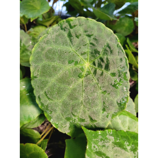 Tree Frog Tank Friendly Rare Plant Package Tree Frog Tank Friendly Rare Plant Package