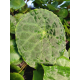 Tree Frog Tank Friendly Rare Plant Package Tree Frog Tank Friendly Rare Plant Package