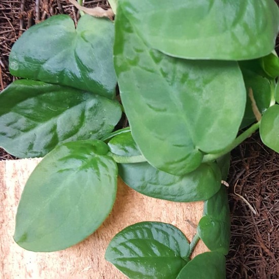 Tree Frog Tank Friendly Rare Plant Package Tree Frog Tank Friendly Rare Plant Package