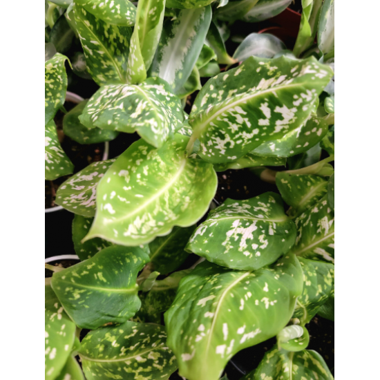 Tree Frog Tank Friendly Rare Plant Package Tree Frog Tank Friendly Rare Plant Package